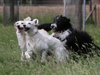 Puppys van Bliss040622-0115